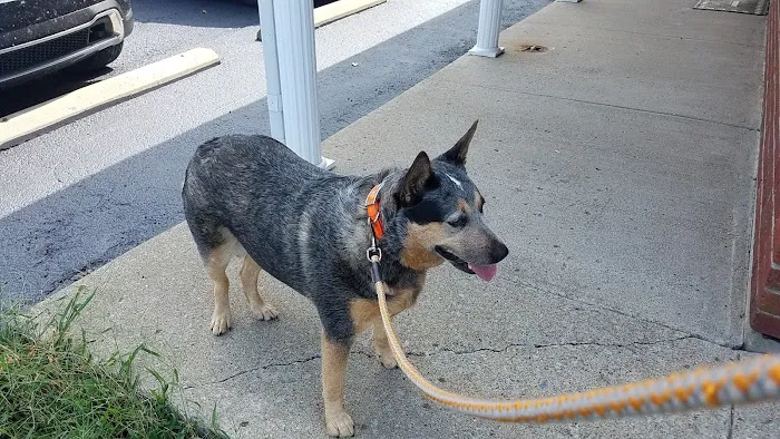 Springfield Animal Clinic Picture 9