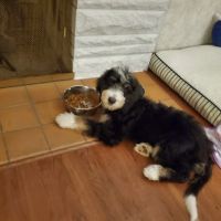 Riverside Animal Clinic ico