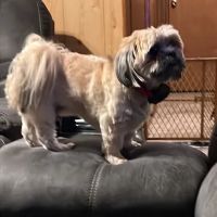 Lakeside Animal Health ico