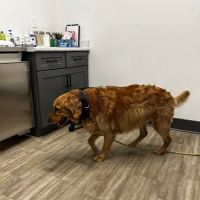 Bourbon City Animal Hospital ico