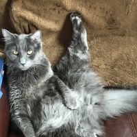 Central Kentucky Animal Clinic ico