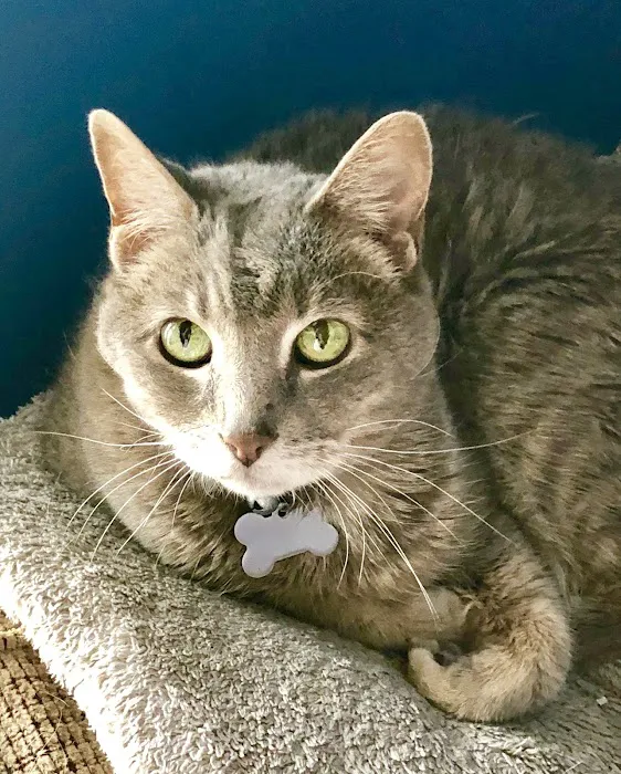 Central Kentucky Animal Clinic Picture 7