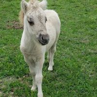 Clay County Animal Hospital ico