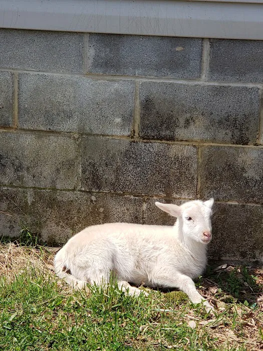 Clay County Animal Hospital Picture 7