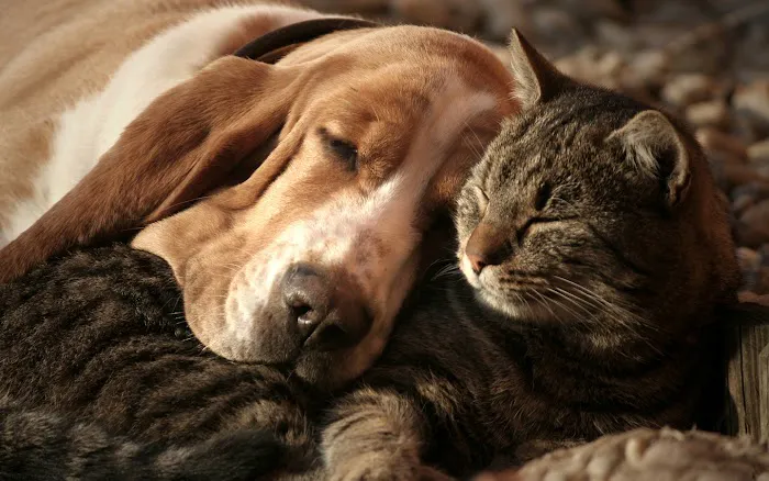 Clay County Animal Hospital Picture 8