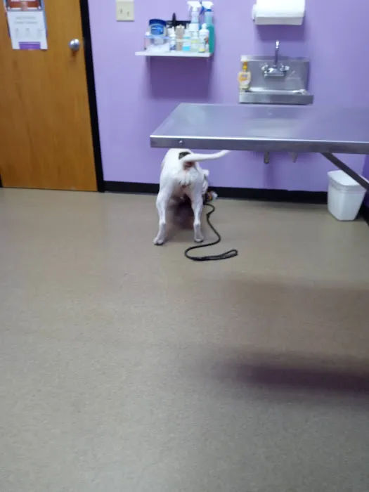 Pana Animal Hospital Picture 3