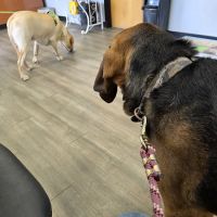 Pana Animal Hospital ico