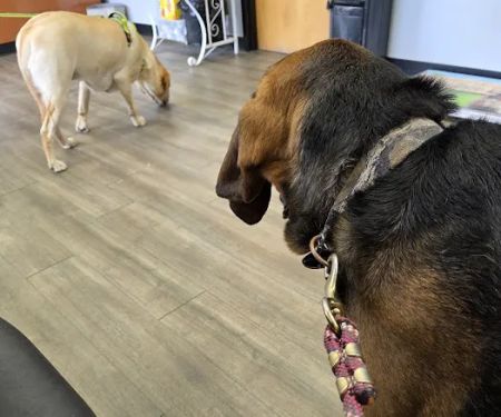 Pana Animal Hospital