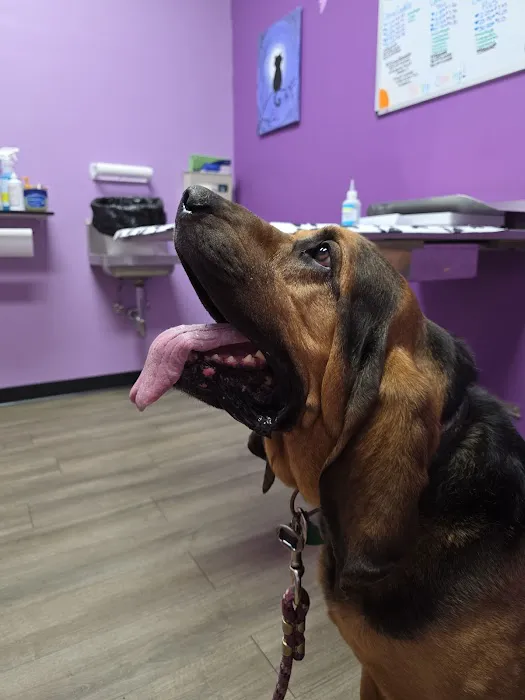 Pana Animal Hospital Picture 2