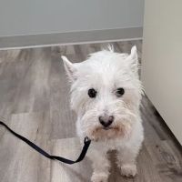Assumption Veterinary Clinic ico