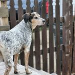 Barnes Animal Hospital PLLC