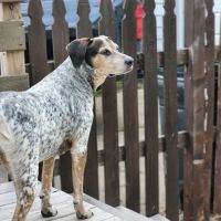 Barnes Animal Hospital PLLC ico