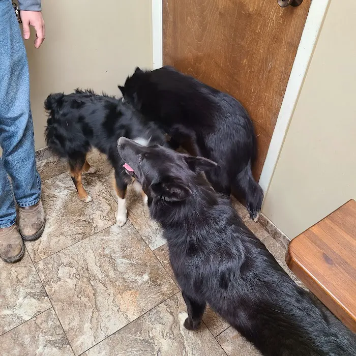 Bel Aire Pet Clinic Picture 3