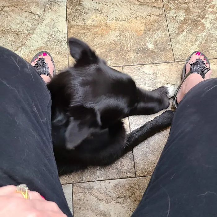 Bel Aire Pet Clinic Picture 4