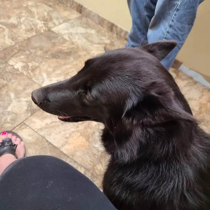 Bel Aire Pet Clinic Picture 8