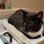 Pawsitively Pets Animal Hospital