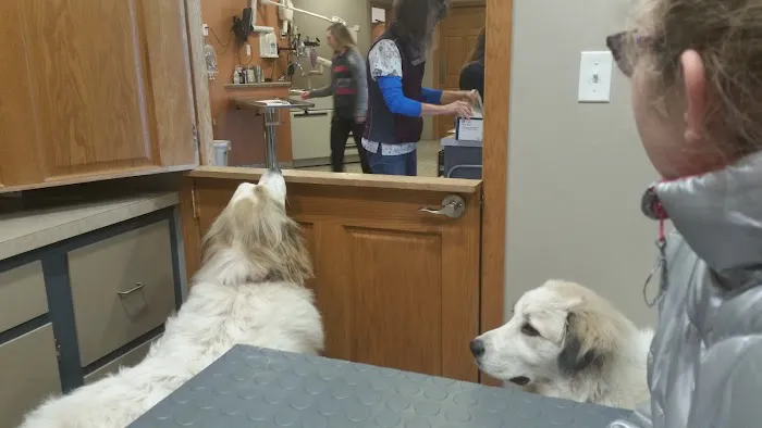 Pawsitively Pets Animal Hospital Picture 6