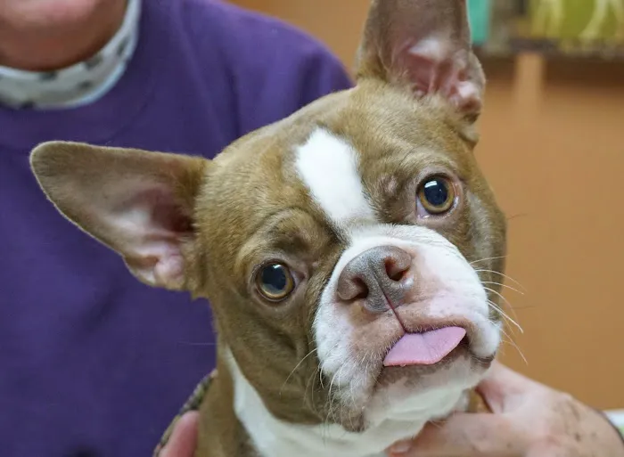 Pawsitively Pets Animal Hospital Picture 9