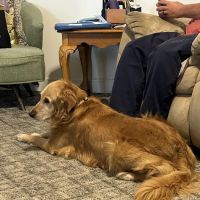 Brush College Animal Hospital ico