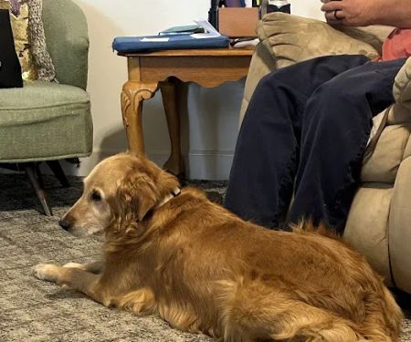 Brush College Animal Hospital