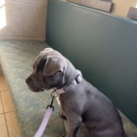 Fairview Hospital for Animals ico