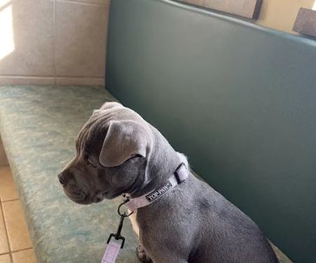 Fairview Hospital for Animals