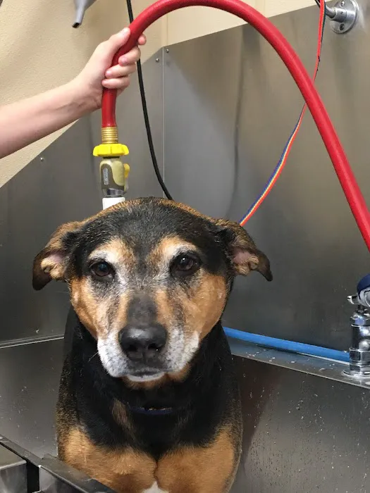 Fairview Hospital for Animals Picture 10