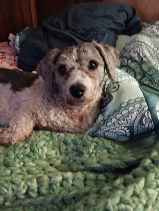 Animal Clinic of Decatur Picture 3