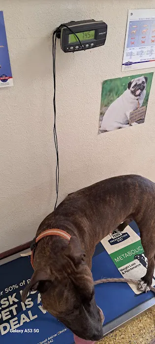 Animal Clinic of Decatur Picture 4