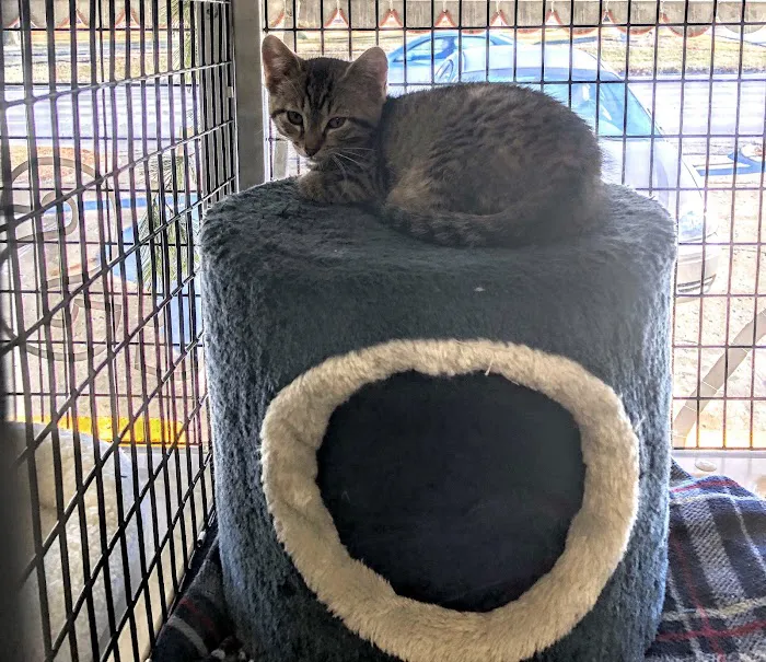 Cats Only Picture 1