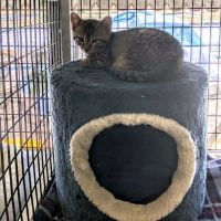 Cats Only ico