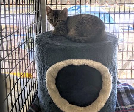 Cats Only