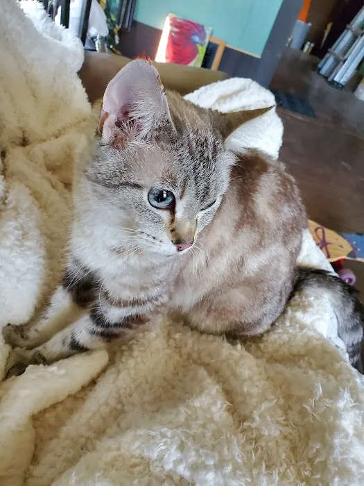 Cats Only Picture 2