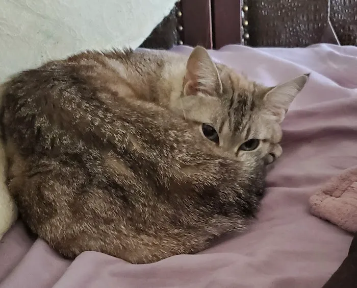 Cats Only Picture 3