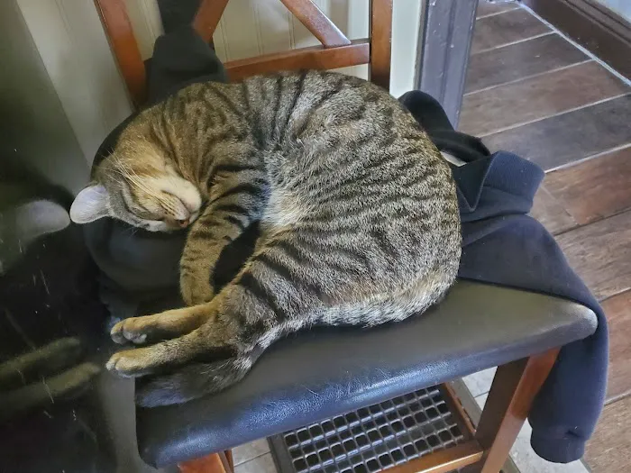 Cats Only Picture 4