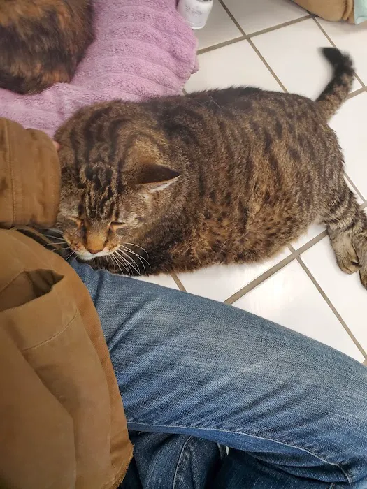 Cats Only Picture 5