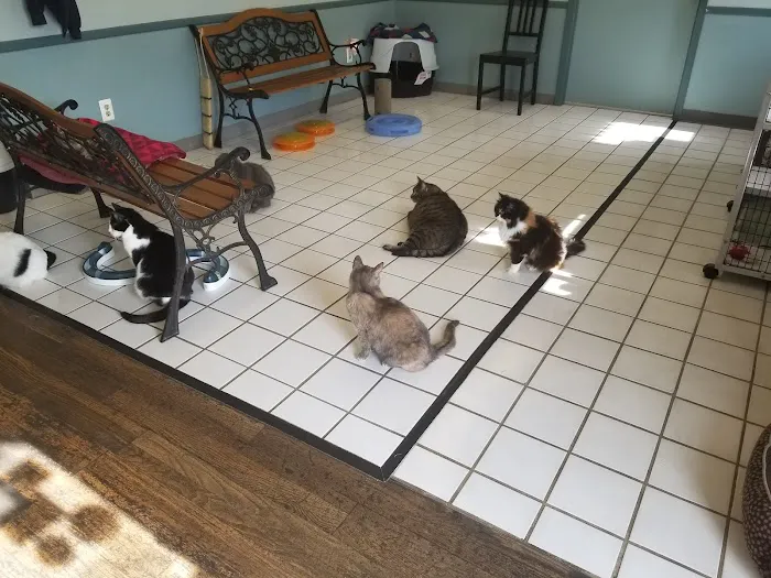 Cats Only Picture 8