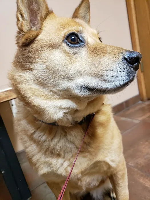 Northgate Pet Clinic Picture 1