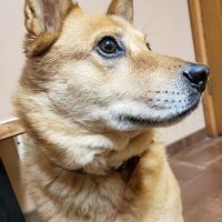 Northgate Pet Clinic ico