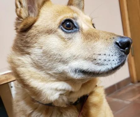 Northgate Pet Clinic