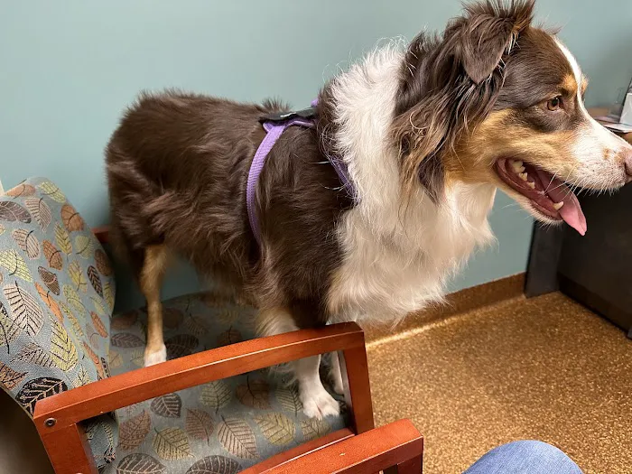 Northgate Pet Clinic Picture 3
