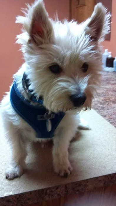 Northgate Pet Clinic Picture 10