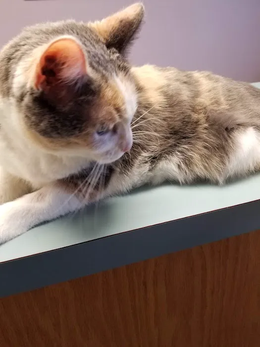 VCA Heritage Animal Hospital Picture 5