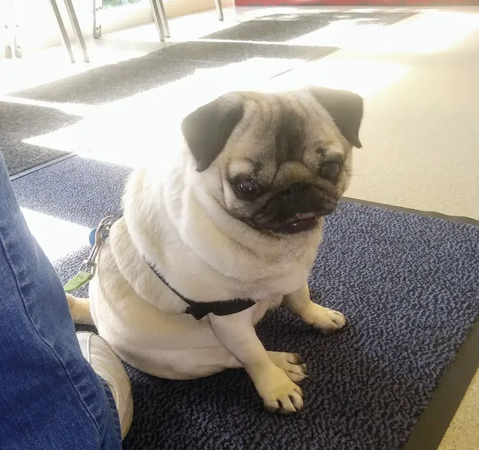 VCA Heritage Animal Hospital Picture 8