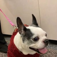 University of Illinois Veterinary Teaching Hospital ico