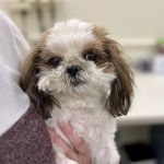 U. of I. Small Animal Clinic