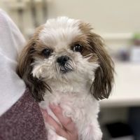 U. of I. Small Animal Clinic ico