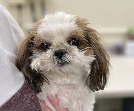 U. of I. Small Animal Clinic
