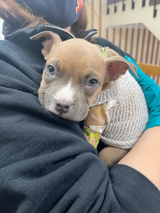 U. of I. Small Animal Clinic Picture 9