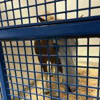U of I Large Animal Clinic ico